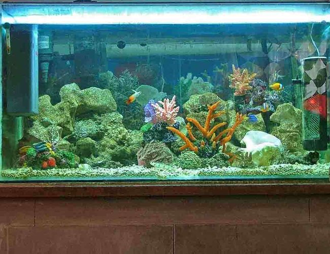 115 gallons reef tank (mostly live coral and fish) - marine tank with a beutiful selection of marine fish and mostly soft corals and others 115 gallons reef tank (mostly live coral and fish) - marine tank with a beutiful selection of marine fish and mostly soft corals and others