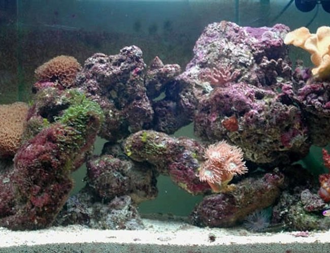 32 gallons reef tank (mostly live coral and fish) - Tank at nearly 2 months... 32 gallons reef tank (mostly live coral and fish) - Tank at nearly 2 months...