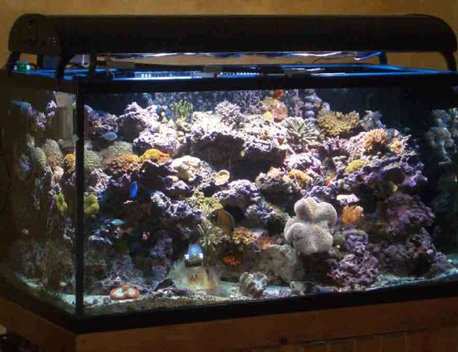 160 gallons reef tank (mostly live coral and fish) - Tank as of 11/29/06
Front angle View 160 gallons reef tank (mostly live coral and fish) - Tank as of 11/29/06
Front angle View