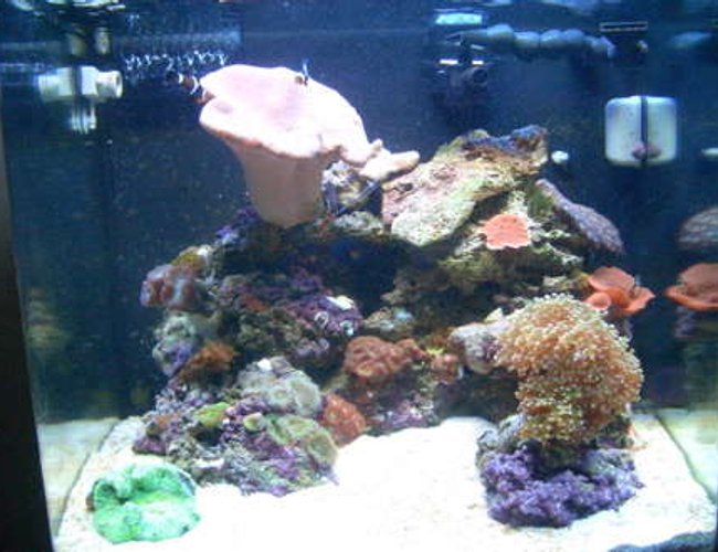 24 gallons reef tank (mostly live coral and fish) - Here is my my 24G moded NanoCube. 11 months old. 24 gallons reef tank (mostly live coral and fish) - Here is my my 24G moded NanoCube. 11 months old.