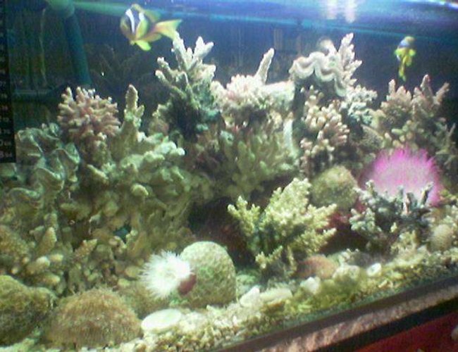 80 gallons reef tank (mostly live coral and fish) - Myy salt water tank 80 gallons reef tank (mostly live coral and fish) - Myy salt water tank