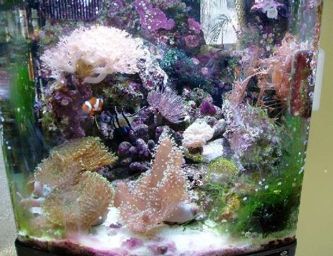 24 gallons reef tank (mostly live coral and fish) - I have a 24 Gallon Nano Cube Reef Tank that I have had up for 1 year. In the bottom right of the pic you can see added some Caulerpa to help with nitrates and phosphates since I have no refugium. 24 gallons reef tank (mostly live coral and fish) - I have a 24 Gallon Nano Cube Reef Tank that I have had up for 1 year. In the bottom right of the pic you can see added some Caulerpa to help with nitrates and phosphates since I have no refugium.