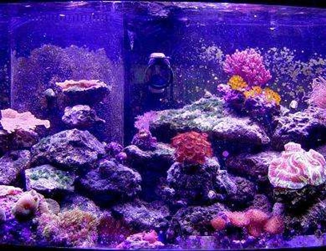 72 gallons reef tank (mostly live coral and fish) - 72 gallon moxed reef 72 gallons reef tank (mostly live coral and fish) - 72 gallon moxed reef