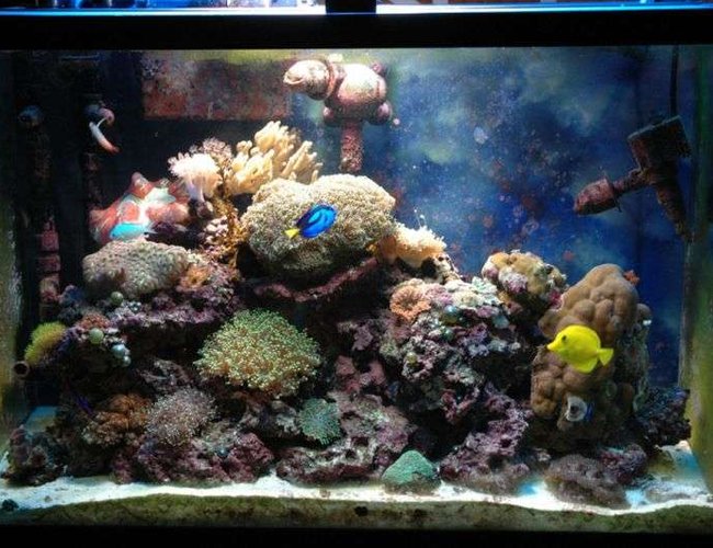 50 gallons reef tank (mostly live coral and fish) - my main tank 50 gallons reef tank (mostly live coral and fish) - my main tank