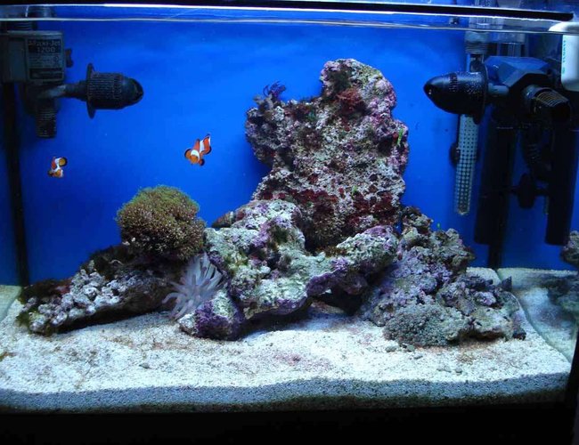 25 gallons reef tank (mostly live coral and fish) - My tank 25 gallons reef tank (mostly live coral and fish) - My tank