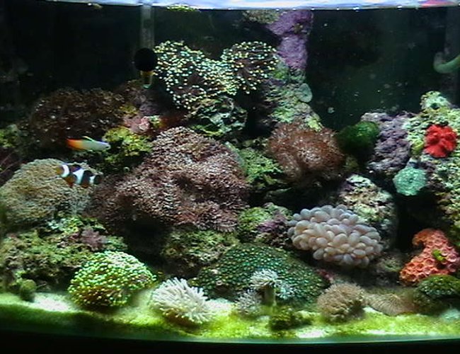 25 gallons reef tank (mostly live coral and fish) - Updated tank shot. 25 gallons reef tank (mostly live coral and fish) - Updated tank shot.