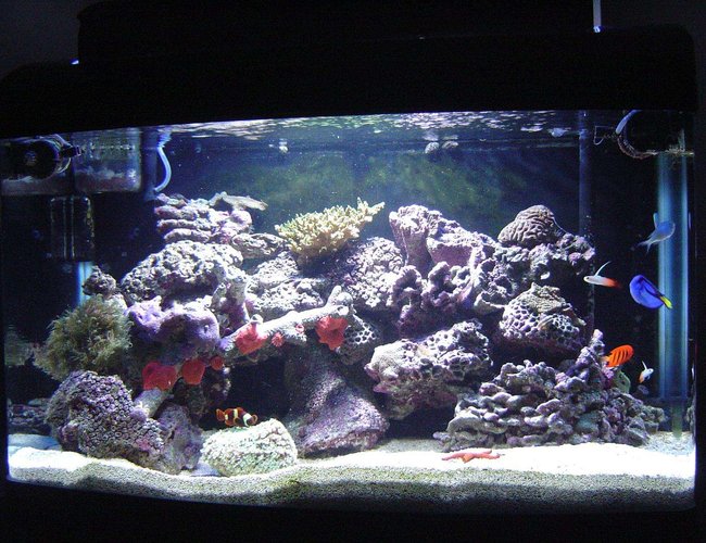 41 gallons reef tank (mostly live coral and fish) - My new reef 41 gallons reef tank (mostly live coral and fish) - My new reef