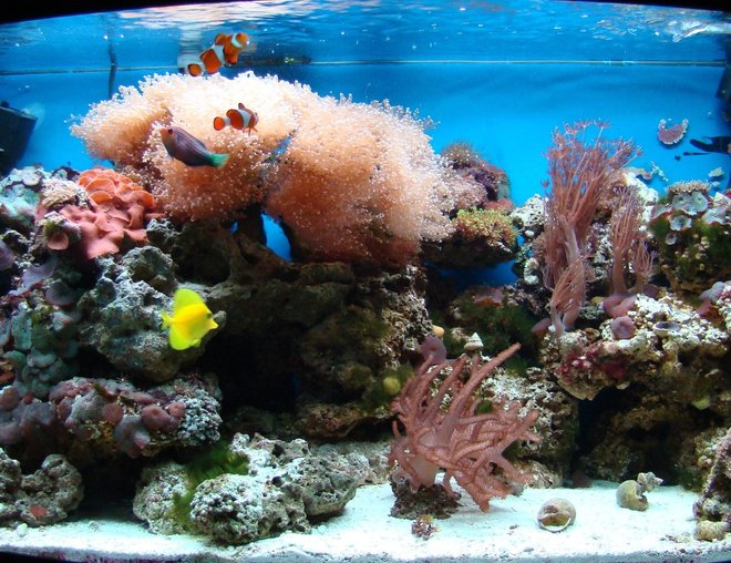 46 gallons reef tank (mostly live coral and fish) 46 gallons reef tank (mostly live coral and fish)