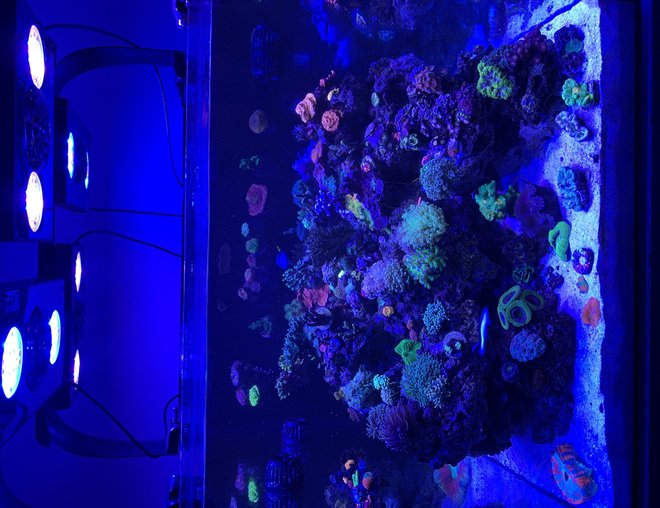 200 gallons reef tank (mostly live coral and fish) - my 95g display tank 200 gallons reef tank (mostly live coral and fish) - my 95g display tank