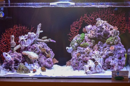 30 gallons reef tank (mostly live coral and fish) - 30 gal mixed reef 30 gallons reef tank (mostly live coral and fish) - 30 gal mixed reef