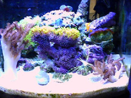 Rated #80: 180 Gallons Reef Tank - 12 gallon nano saltwater tank. up and running for almost 1 year now. Rated #80: 180 Gallons Reef Tank - 12 gallon nano saltwater tank. up and running for almost 1 year now.
