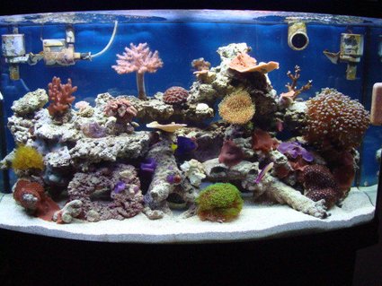 Rated #75: 46 Gallons Reef Tank - My Piece of the Ocean Rated #75: 46 Gallons Reef Tank - My Piece of the Ocean