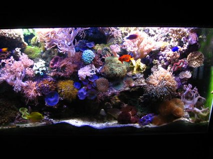 Rated #6: 90 Gallons Reef Tank - Whole Tank Rated #6: 90 Gallons Reef Tank - Whole Tank