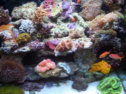 Rated #38: 34 Gallons Reef Tank - after 5 months Rated #38: 34 Gallons Reef Tank - after 5 months