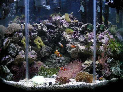 Rated #87: 45 Gallons Reef Tank - Our tank blew a seam and we had to replace it. It was a long weekend. I will put up pictures of the new one later. This was our 45 gallon 5-sided tank. It is neat you get different looks from each of the 3 sides you view. Rated #87: 45 Gallons Reef Tank - Our tank blew a seam and we had to replace it. It was a long weekend. I will put up pictures of the new one later. This was our 45 gallon 5-sided tank. It is neat you get different looks from each of the 3 sides you view.
