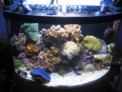 Rated #84: 7 Gallons Reef Tank - 7 gallon tank shot Rated #84: 7 Gallons Reef Tank - 7 gallon tank shot