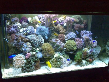 Rated #33: 100 Gallons Reef Tank - 1 Rated #33: 100 Gallons Reef Tank - 1