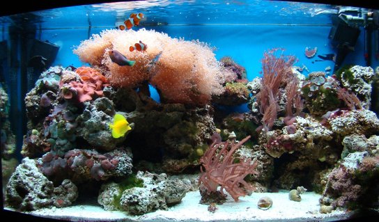 Rated #72: 46 Gallons Reef Tank Rated #72: 46 Gallons Reef Tank