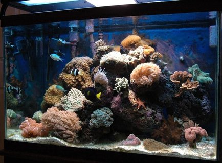 Rated #69: 65 Gallons Reef Tank - 65 gallon tank in my office Rated #69: 65 Gallons Reef Tank - 65 gallon tank in my office