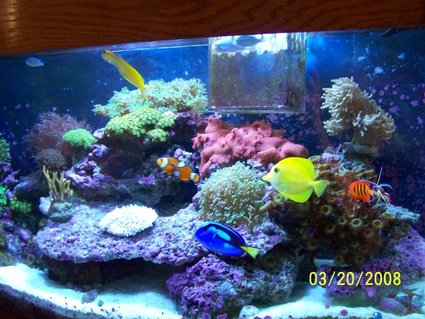 Rated #65: 46 Gallons Reef Tank - my 46 gallon project Rated #65: 46 Gallons Reef Tank - my 46 gallon project