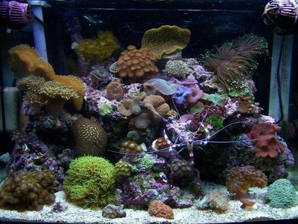 Rated #35: 28 Gallons Reef Tank - My reef tank Rated #35: 28 Gallons Reef Tank - My reef tank