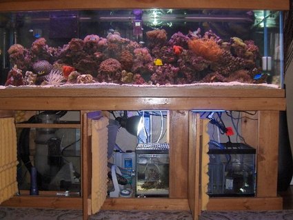 Rated #79: 125 Gallons Reef Tank - view of tank with doors of sump and refugium open Rated #79: 125 Gallons Reef Tank - view of tank with doors of sump and refugium open
