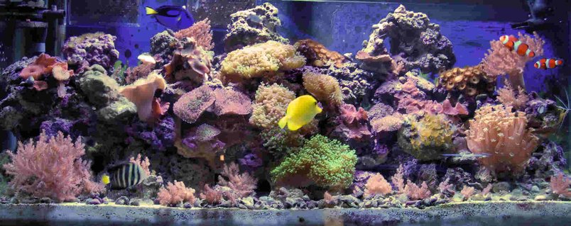 Rated #24: 90 Gallons Reef Tank - Upgraded picture Rated #24: 90 Gallons Reef Tank - Upgraded picture