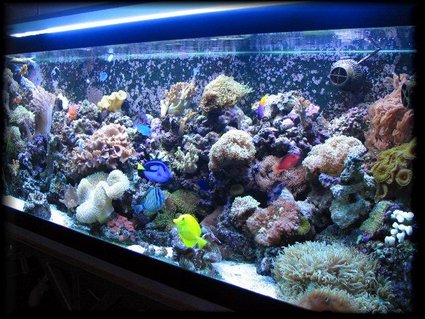 Rated #27: 125 Gallons Reef Tank - 125 gal reef tank Rated #27: 125 Gallons Reef Tank - 125 gal reef tank