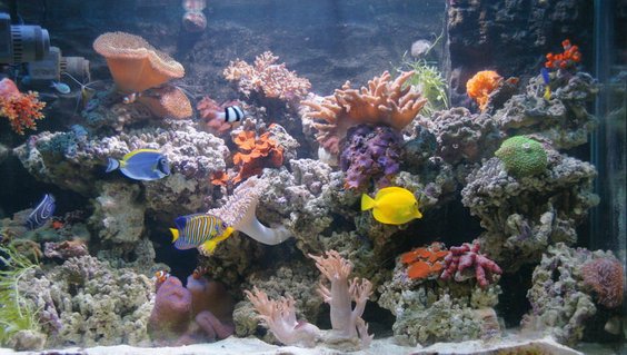 Rated #34: 80 Gallons Reef Tank - Add new fishes Rated #34: 80 Gallons Reef Tank - Add new fishes
