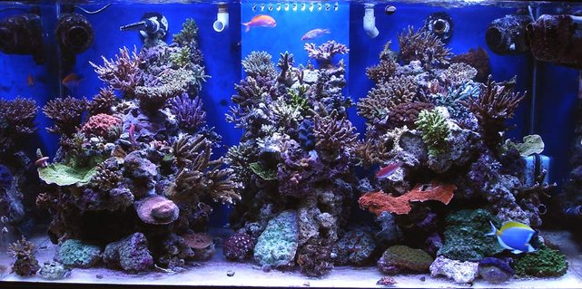 Rated #18: 120 Gallons Reef Tank - new aquascaping tank 1 year old now Rated #18: 120 Gallons Reef Tank - new aquascaping tank 1 year old now