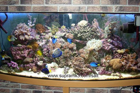 Rated #27: 125 Gallons Reef Tank - 125gallon Rated #27: 125 Gallons Reef Tank - 125gallon