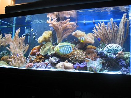 Rated #30: 75 Gallons Reef Tank - 75 gallon reef tank Rated #30: 75 Gallons Reef Tank - 75 gallon reef tank