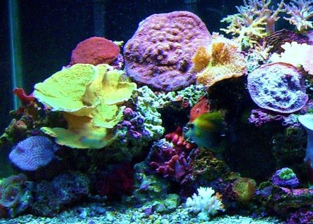 Rated #37: 75 Gallons Reef Tank - 75 gallon reef tank Rated #37: 75 Gallons Reef Tank - 75 gallon reef tank