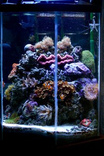 Rated #53: 30 Gallons Reef Tank - This is what my tank looked like a few months ago BEFORE I made the mistake of adding an evil camel shrimp that developed an apetite for corals. I finally had to break down the tank to get him out after he ate almost everything. The tank is currently on the road to recovery. Rated #53: 30 Gallons Reef Tank - This is what my tank looked like a few months ago BEFORE I made the mistake of adding an evil camel shrimp that developed an apetite for corals. I finally had to break down the tank to get him out after he ate almost everything. The tank is currently on the road to recovery.
