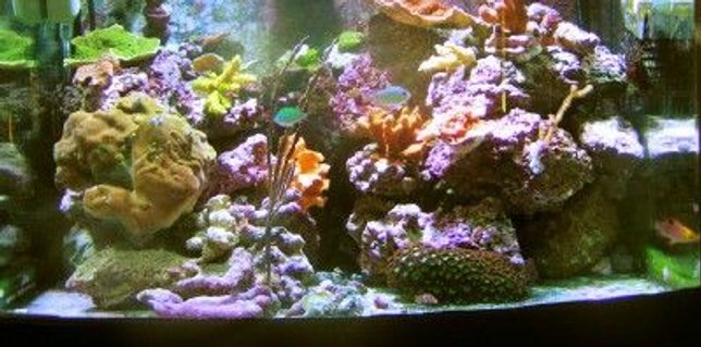 Rated #57: 29 Gallons Reef Tank - 29 gallon Bio Cube mostly SPS tank. Rated #57: 29 Gallons Reef Tank - 29 gallon Bio Cube mostly SPS tank.