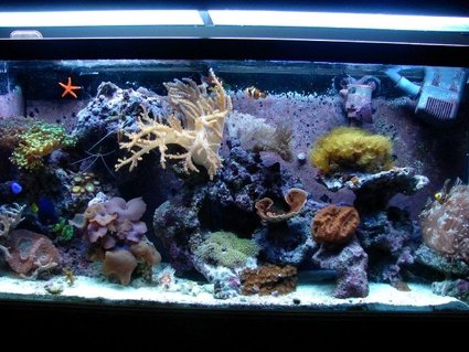 Rated #78: 55 Gallons Reef Tank - 55 gal reef tank Rated #78: 55 Gallons Reef Tank - 55 gal reef tank