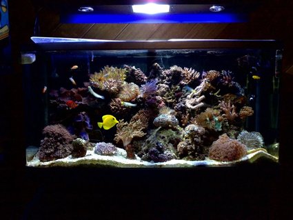 Rated #32: 55 Gallons Reef Tank - fully stocked Rated #32: 55 Gallons Reef Tank - fully stocked