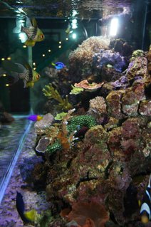 Rated #92: 75 Gallons Reef Tank - 75 Gallon Oceanic Reef Ready. Canopy Mounted Aqualight Pro Retrofit with (2-150watt Ushio 10k's, 2-96w Actinics, and 4 Lunars) 30 Gallon Oceanic Sump with (150 Pro Clear Skimmer, 25w LifeGuard UV Sterilizer, MagDrive 7 Return Pump) Tank Flow with 2-Seio 1100's. Rated #92: 75 Gallons Reef Tank - 75 Gallon Oceanic Reef Ready. Canopy Mounted Aqualight Pro Retrofit with (2-150watt Ushio 10k's, 2-96w Actinics, and 4 Lunars) 30 Gallon Oceanic Sump with (150 Pro Clear Skimmer, 25w LifeGuard UV Sterilizer, MagDrive 7 Return Pump) Tank Flow with 2-Seio 1100's.