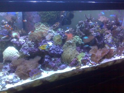 Rated #55: 95 Gallons Reef Tank - full tank shot! Rated #55: 95 Gallons Reef Tank - full tank shot!