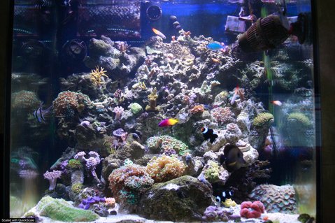 Rated #67: 60 Gallons Reef Tank - Front 1 Rated #67: 60 Gallons Reef Tank - Front 1