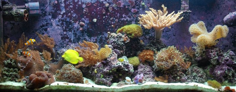 Rated #96: 55 Gallons Reef Tank - My newest FTS of my softy and LPS dominated reef tank Rated #96: 55 Gallons Reef Tank - My newest FTS of my softy and LPS dominated reef tank