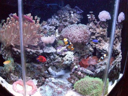 Rated #87: 44 Gallons Reef Tank - 44g pentagon tank. 2 onyx clownfish, 2 flame angels, carpenter flasher wrasse, yellow candy hogfish, kupang damsel, diamond watchman goby, 2 bubble tip anenomes, emerald crab, cleaner shrimp, banded coral shrimp, 3 conches, multiple snails and hermits. Contains mixed zoanthids, various frogs spawn, neon candy, kryptonite candy, goniopora, various brains, leather finger, various torches, various star polyps, various shrooms, bubbles. Rated #87: 44 Gallons Reef Tank - 44g pentagon tank. 2 onyx clownfish, 2 flame angels, carpenter flasher wrasse, yellow candy hogfish, kupang damsel, diamond watchman goby, 2 bubble tip anenomes, emerald crab, cleaner shrimp, banded coral shrimp, 3 conches, multiple snails and hermits. Contains mixed zoanthids, various frogs spawn, neon candy, kryptonite candy, goniopora, various brains, leather finger, various torches, various star polyps, various shrooms, bubbles.