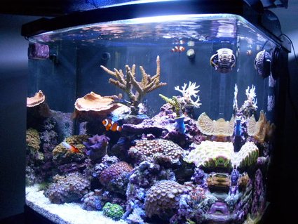 Rated #43: 24 Gallons Reef Tank - My Reef Rated #43: 24 Gallons Reef Tank - My Reef