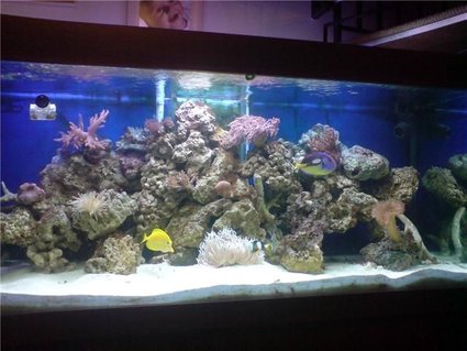 Rated #80: 130 Gallons Reef Tank - latest picture Rated #80: 130 Gallons Reef Tank - latest picture