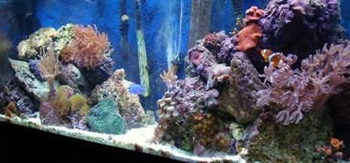 Rated #78: 55 Gallons Reef Tank - my reef Rated #78: 55 Gallons Reef Tank - my reef
