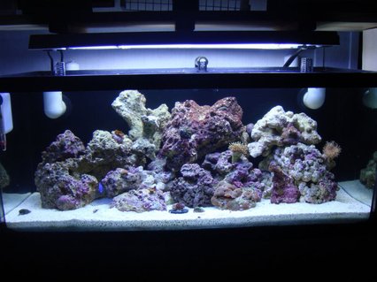 Rated #89: 20 Gallons Reef Tank - Full tank shot Rated #89: 20 Gallons Reef Tank - Full tank shot
