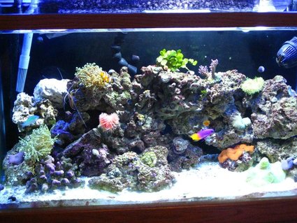 Rated #92: 29 Gallons Reef Tank - 4 1/2 months old Rated #92: 29 Gallons Reef Tank - 4 1/2 months old