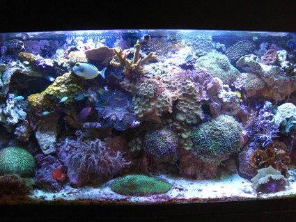 Rated #25: 90 Gallons Reef Tank - 90 Gal Reef Tank. Photo taken 4/25/09 Rated #25: 90 Gallons Reef Tank - 90 Gal Reef Tank. Photo taken 4/25/09