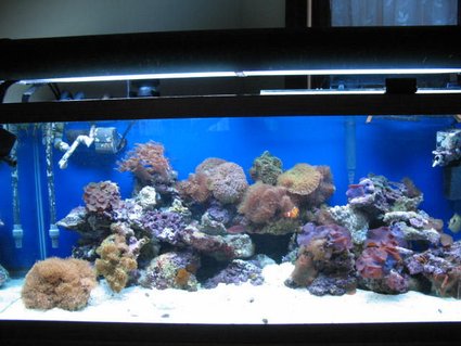 Rated #95: 75 Gallons Reef Tank - 75 reef Rated #95: 75 Gallons Reef Tank - 75 reef