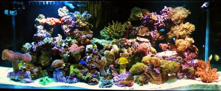 Rated #6: 150 Gallons Reef Tank - My Reef Tank Rated #6: 150 Gallons Reef Tank - My Reef Tank